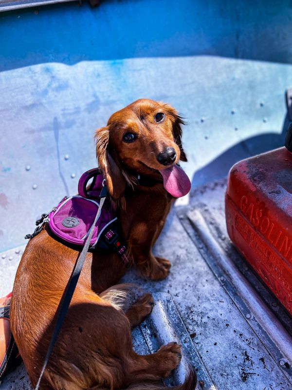 LunaBelle enjoying the boat ride 🥰