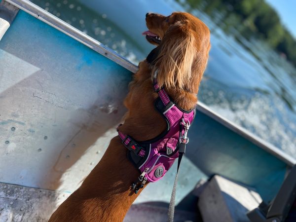 LunaBelle watching the water 