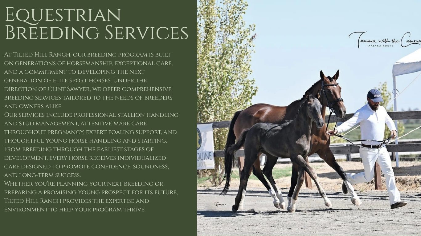 Man leading a horse and foal at horse breeding farm.