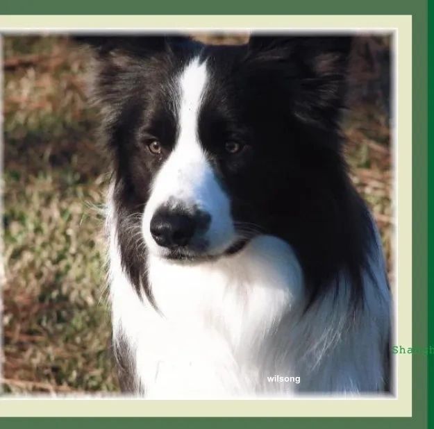 Top Quality Border Collies