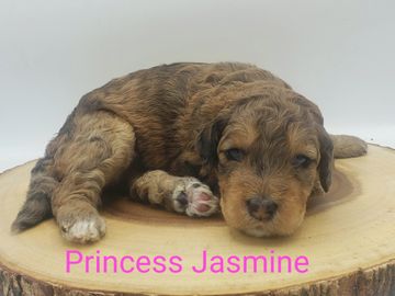 Reserved-Jasmine