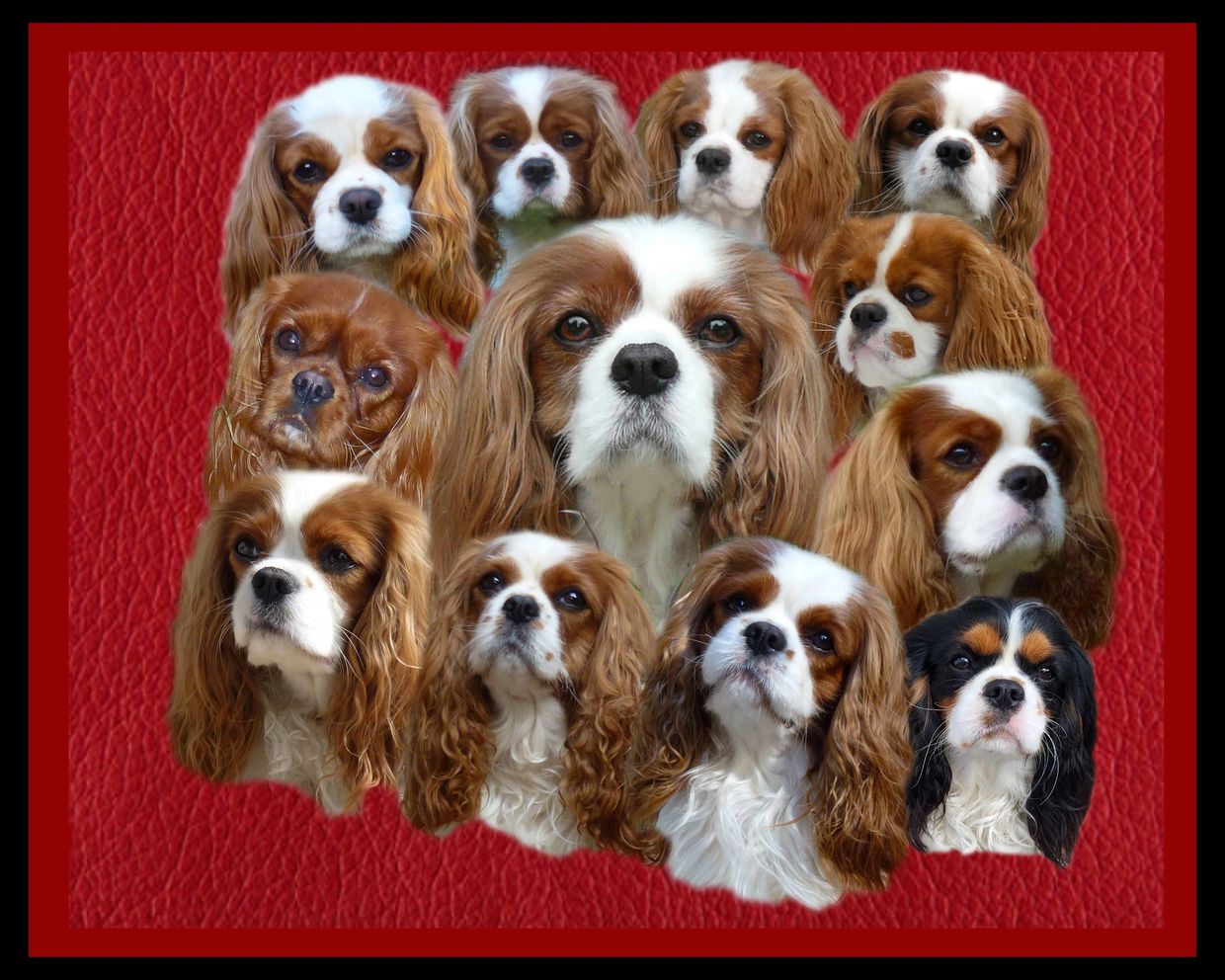 A group of Cavalier King Charles Spaniels against a red background.