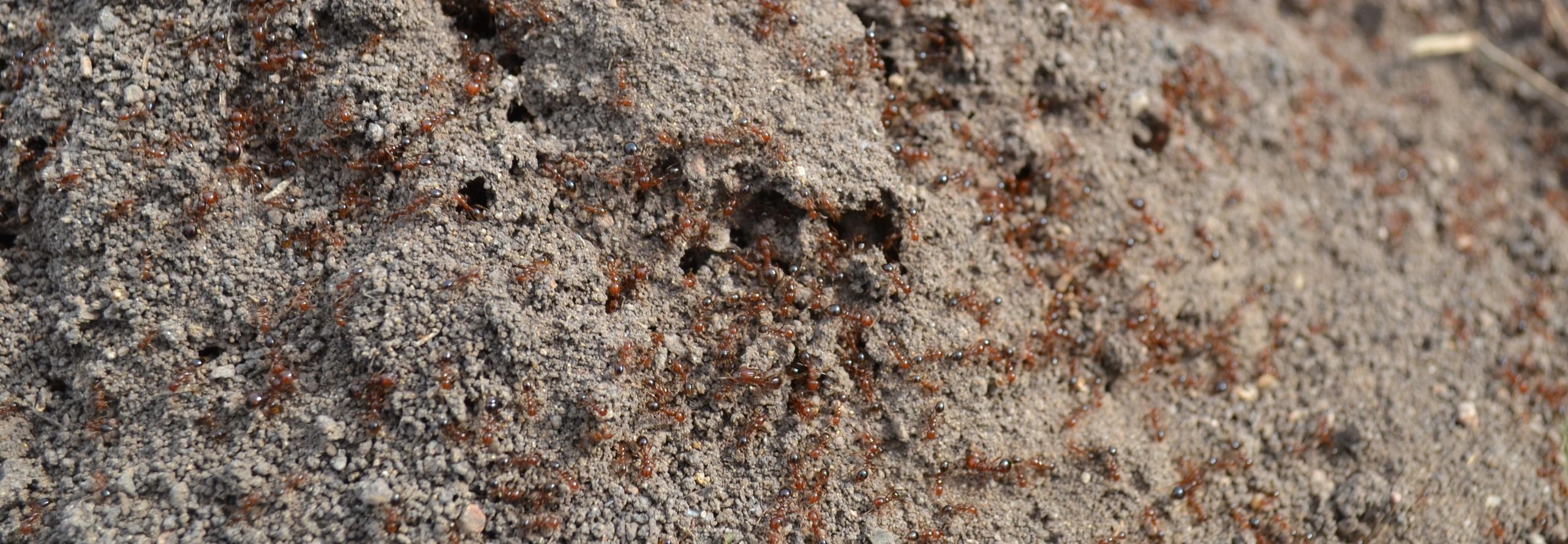 Our Mission | Australian Fire Ant Management