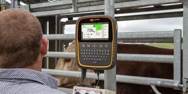 Man using digital livestock scale to weigh cattle in a pen.