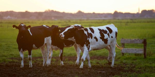 Three black and white cows standing on a grassy field at sunset.