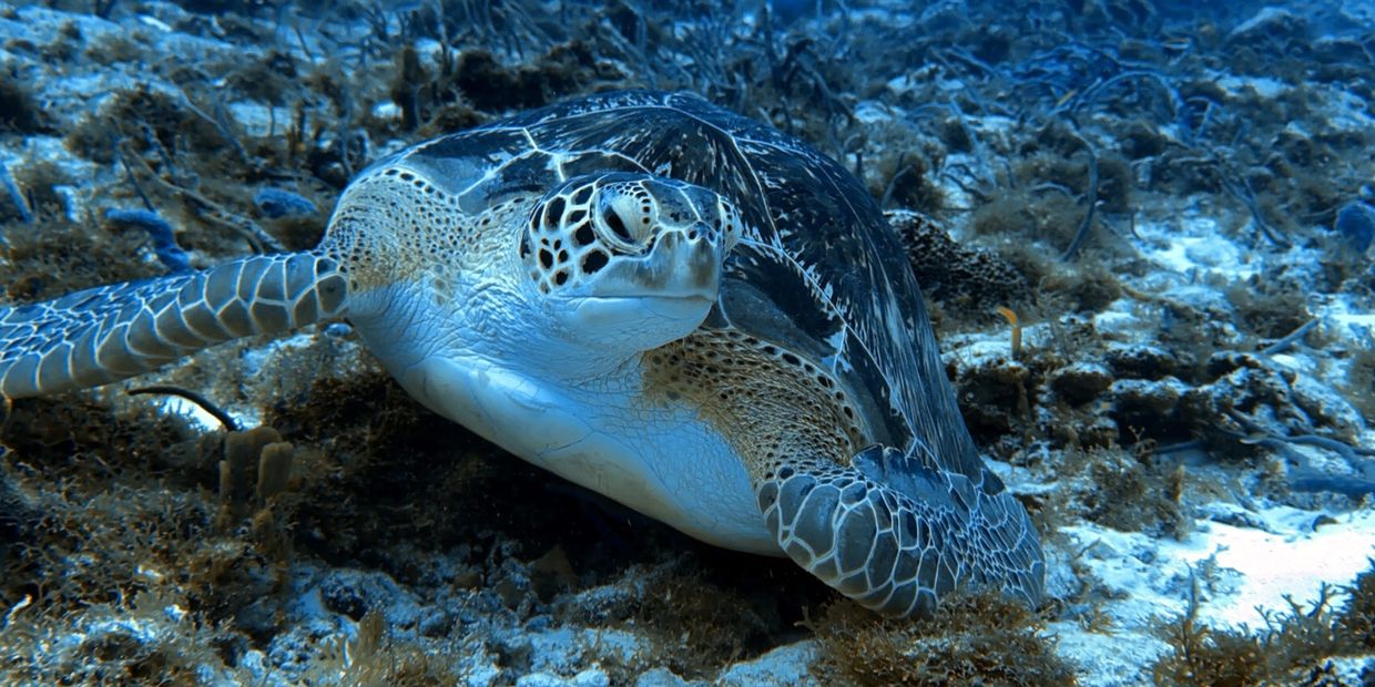 Green Sea Turtle