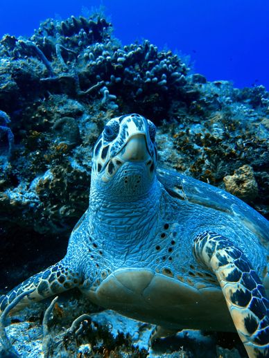 Sea Turtle