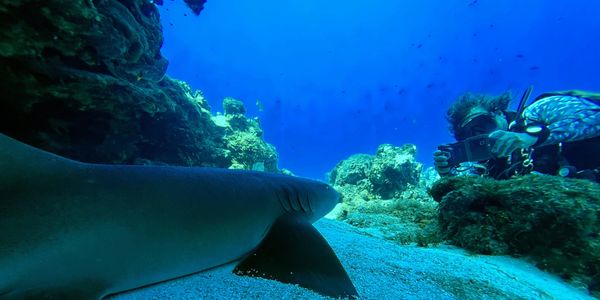 Nurse Shark