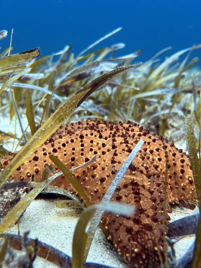 Sea star amidst seagrass bed