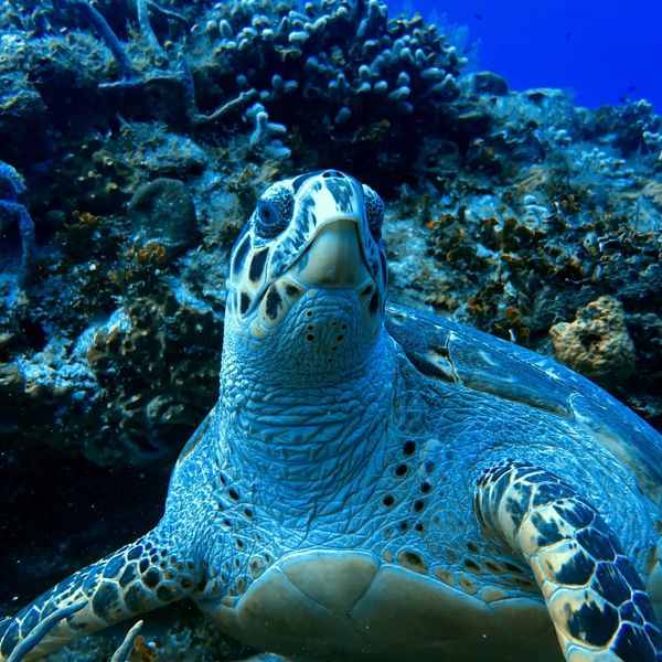 Sea turtle