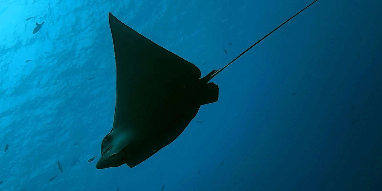 Eagle Ray