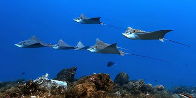 Eagle Rays