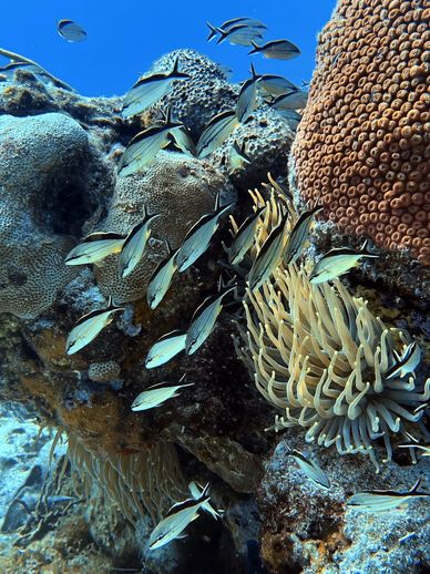 Cozumel Reef Fishes