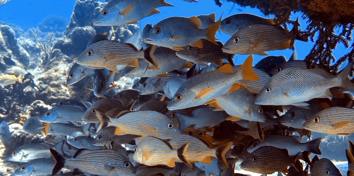 Reef Fishes of Cozumel
