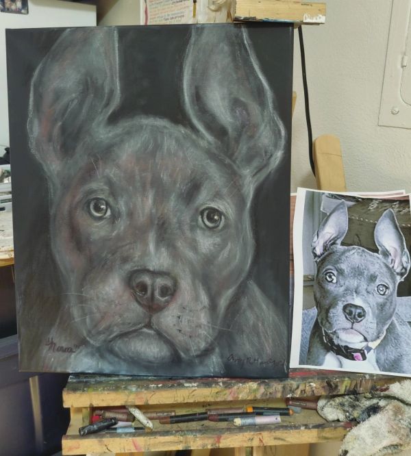 Realistic pastel drawing of a pit bull dog with large ears.
