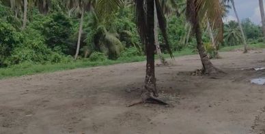 Beach scene with palm trees and dense greenery.