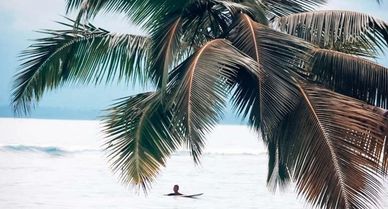 Person surfing behind palm tree on ocean.