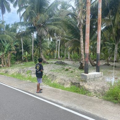 Person standing by roadside near palm trees.