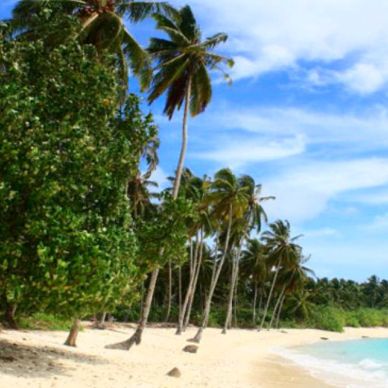 Tropical beach with palm trees and clear sky.