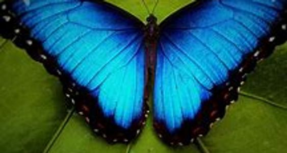 Mariposa azul brillante sobre hoja verde.