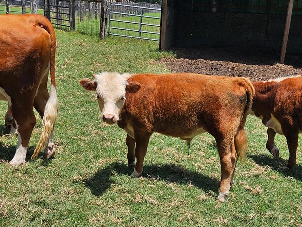 A brown and white calf standing on grass.