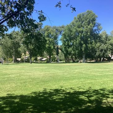 Sunny park with green grass and tall trees under a clear blue sky.