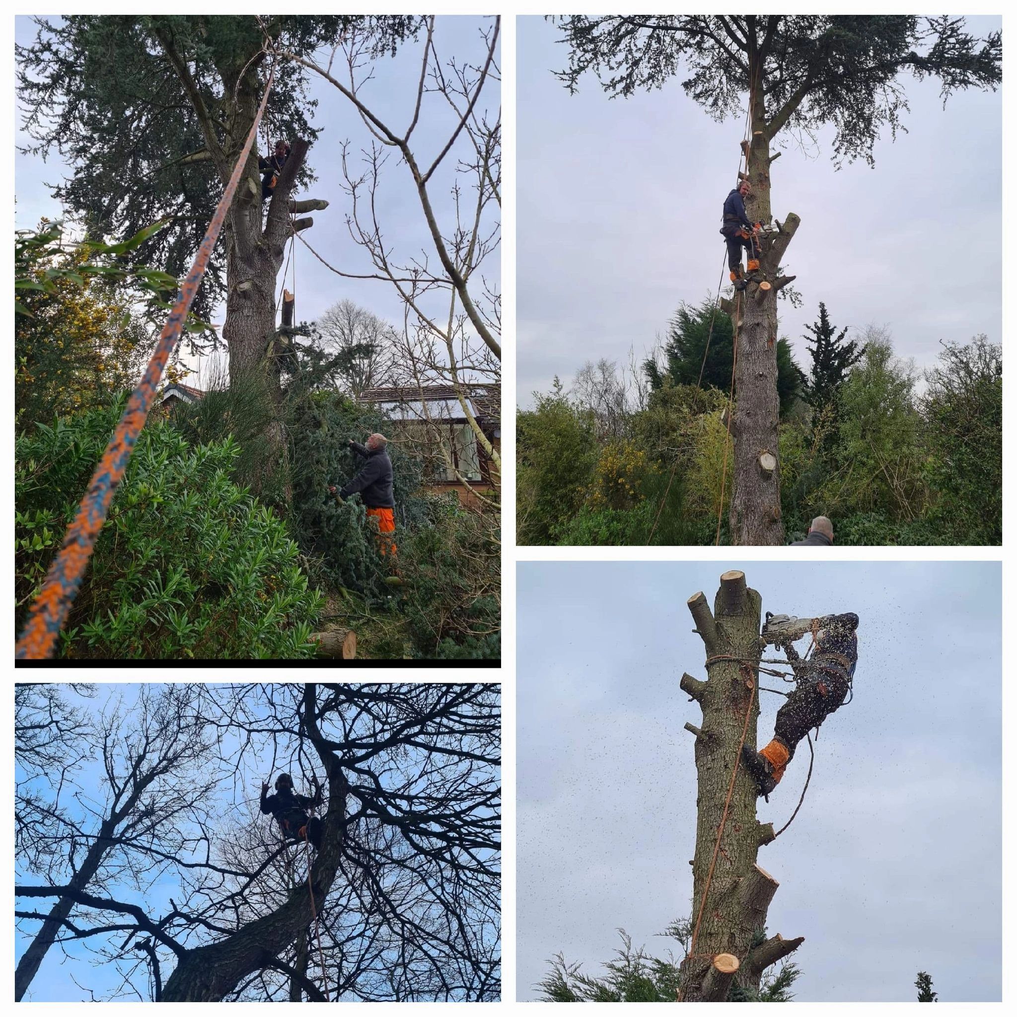 Professional Tree Services Wirral Tree Care