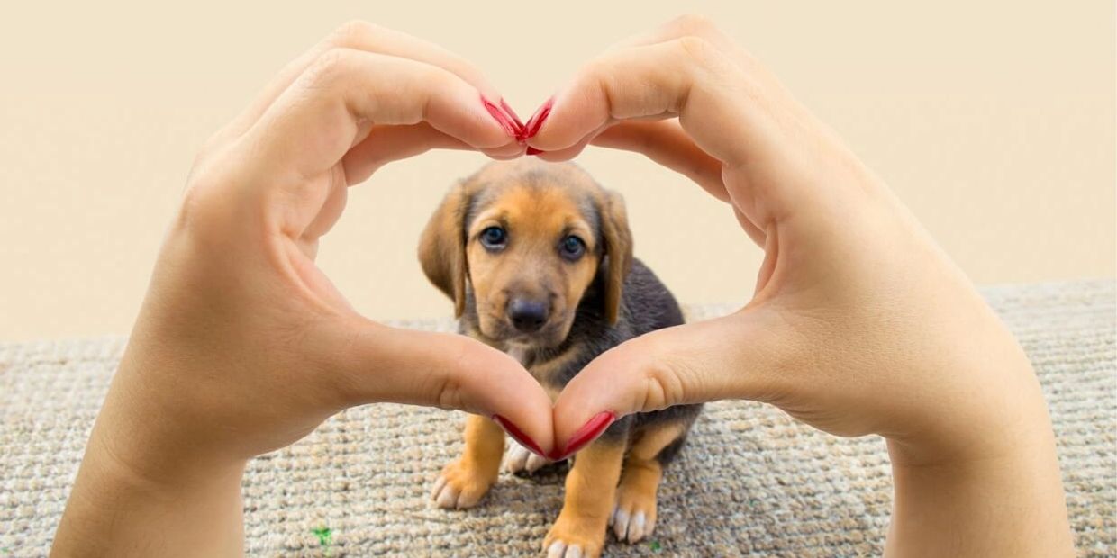 Personalised care and attention for the dog at the heart of your family