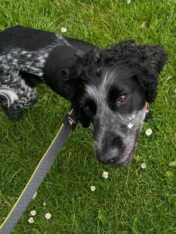 Black and white cocker spaniel with his lead on