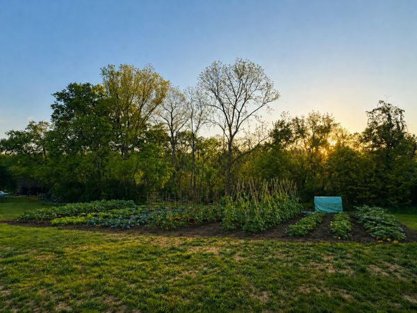 A garden with various plants and trees at sunset.