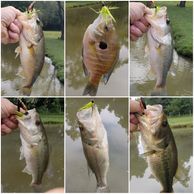 15 minutes on a weekend morning!  Caught all these fish with a spinner lure in just 15 minutes!