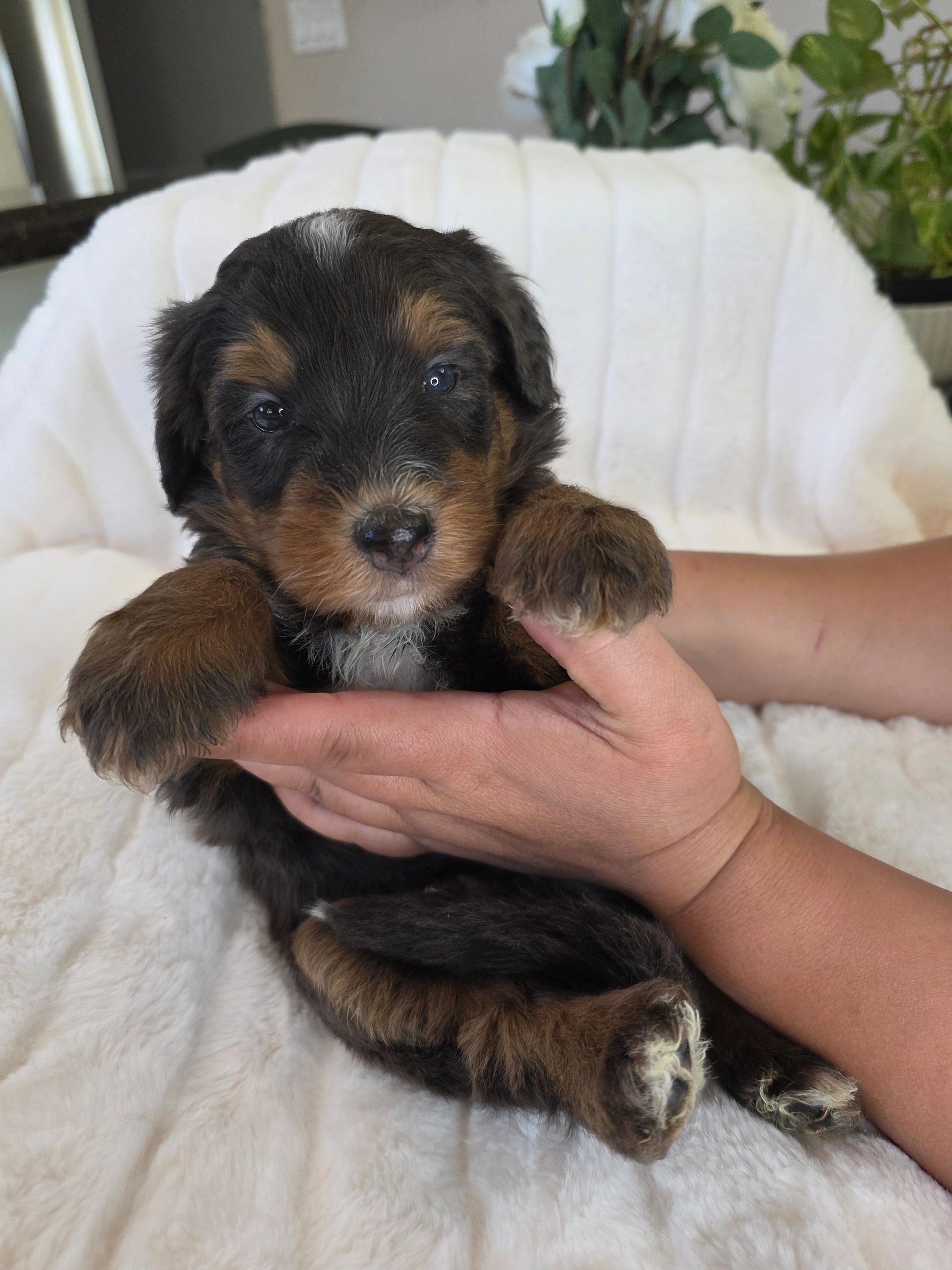 Close-up of a tiny tricolor puppy being held gently.