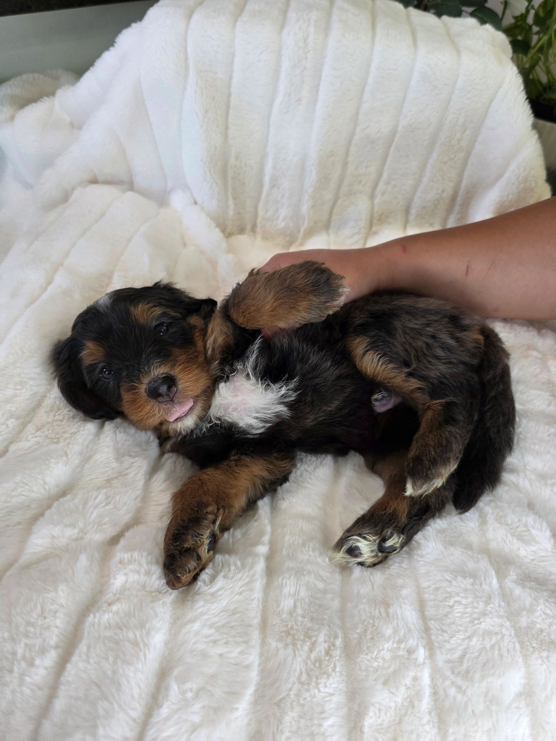 A cute puppy lying on a soft white blanket with a raised paw.