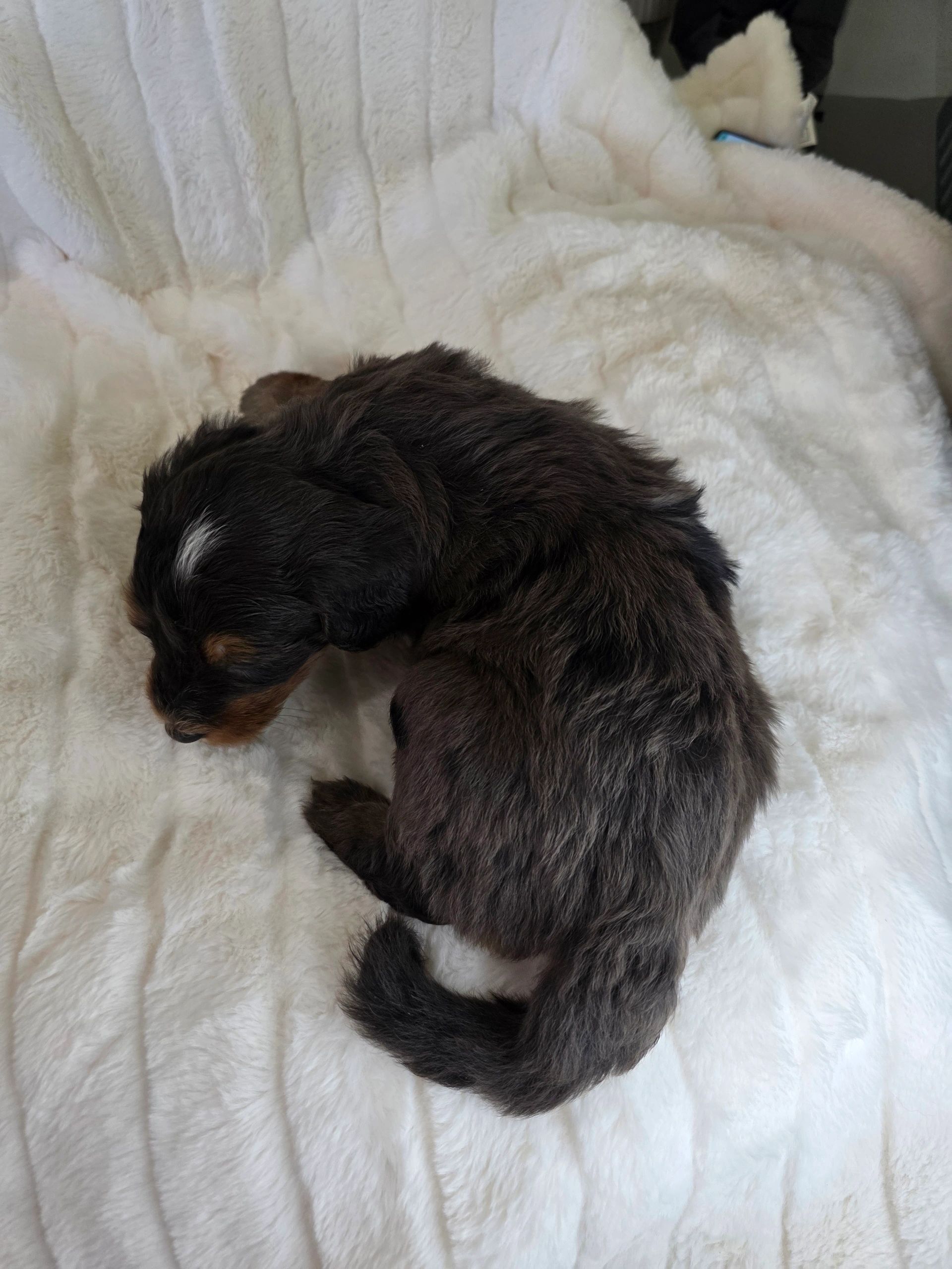 A small, dark puppy resting on a fluffy white blanket.