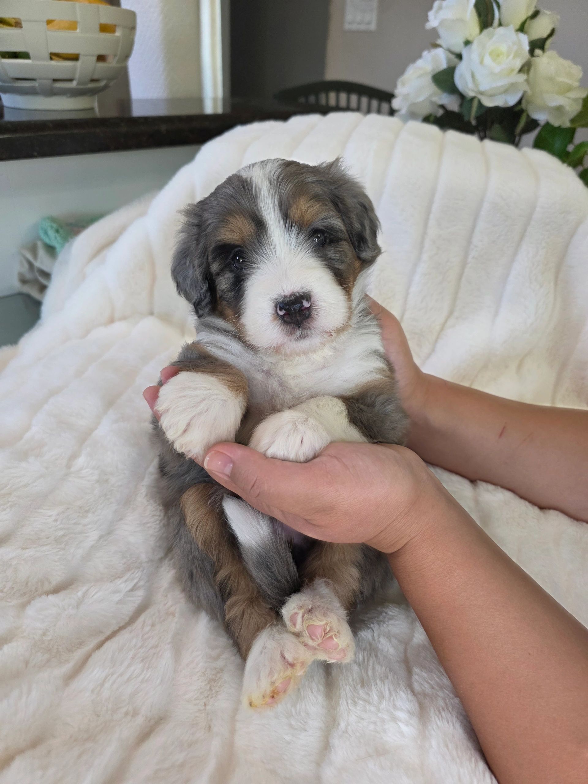 Adorable fluffy puppy being gently held against a soft white blanket.