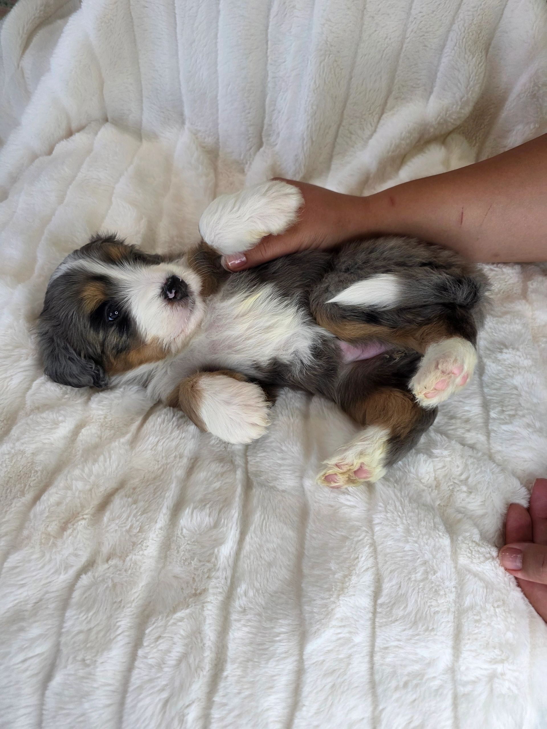 Adorable puppy lying on a soft white blanket, holding a person's hand.