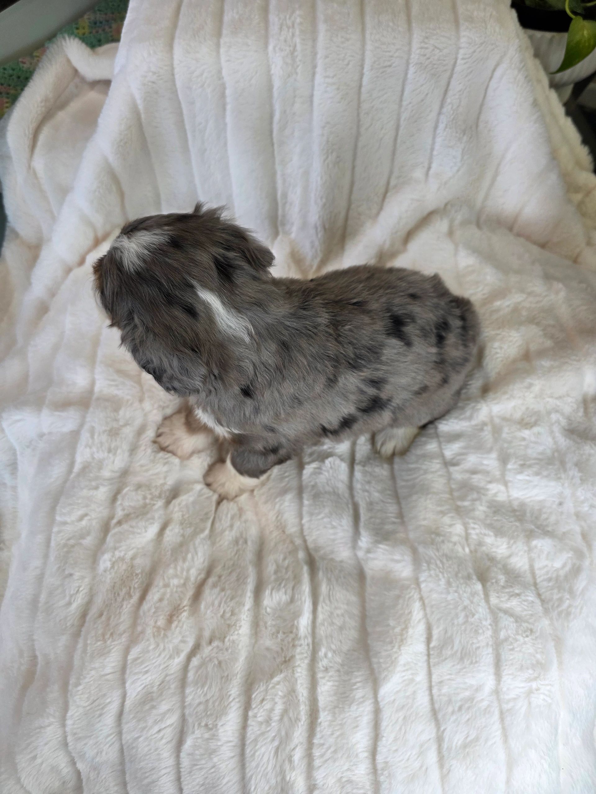 A fluffy gray and white puppy on a soft white blanket.
