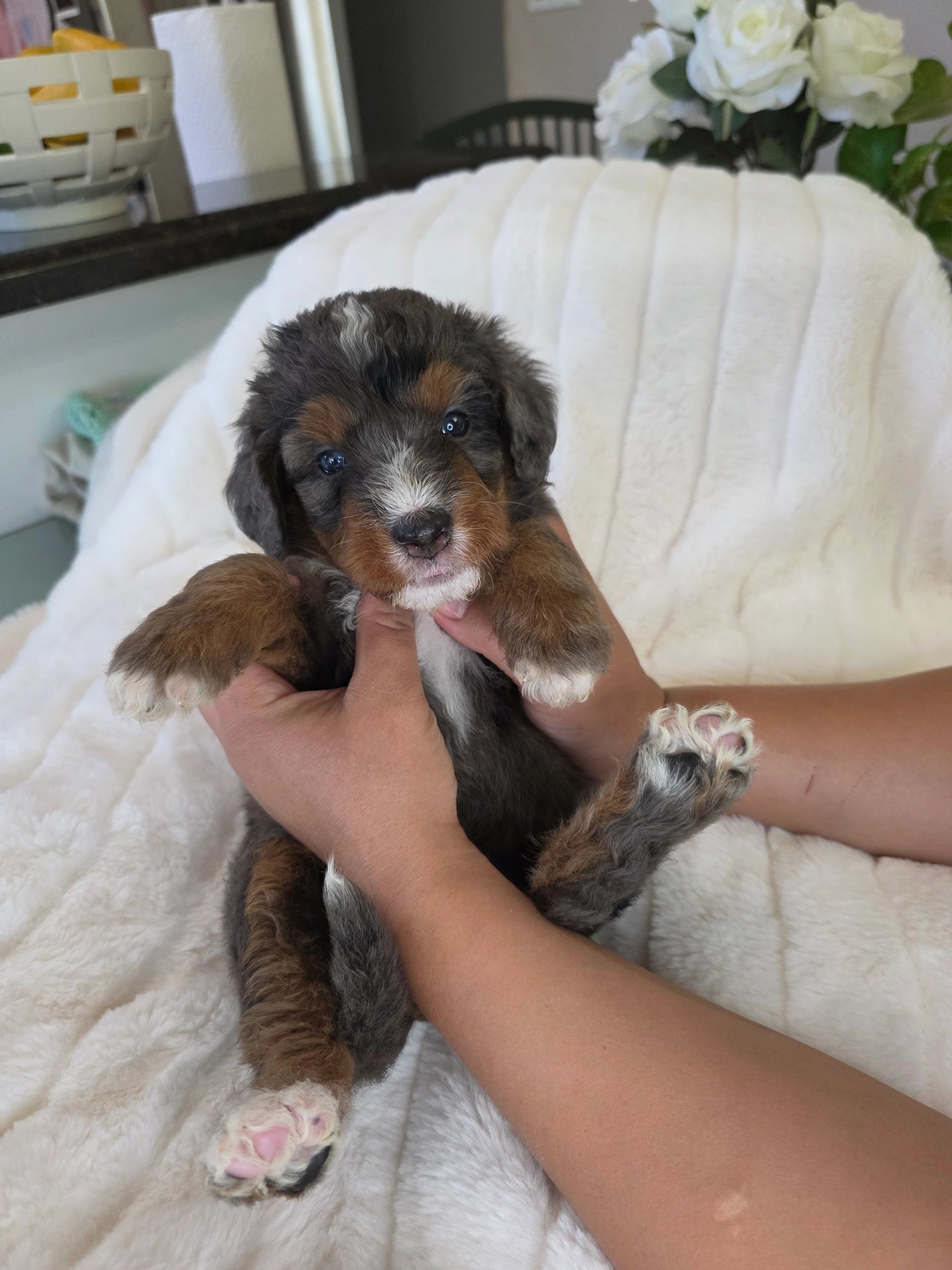 A person holding a cute tricolor puppy on a white blanket.