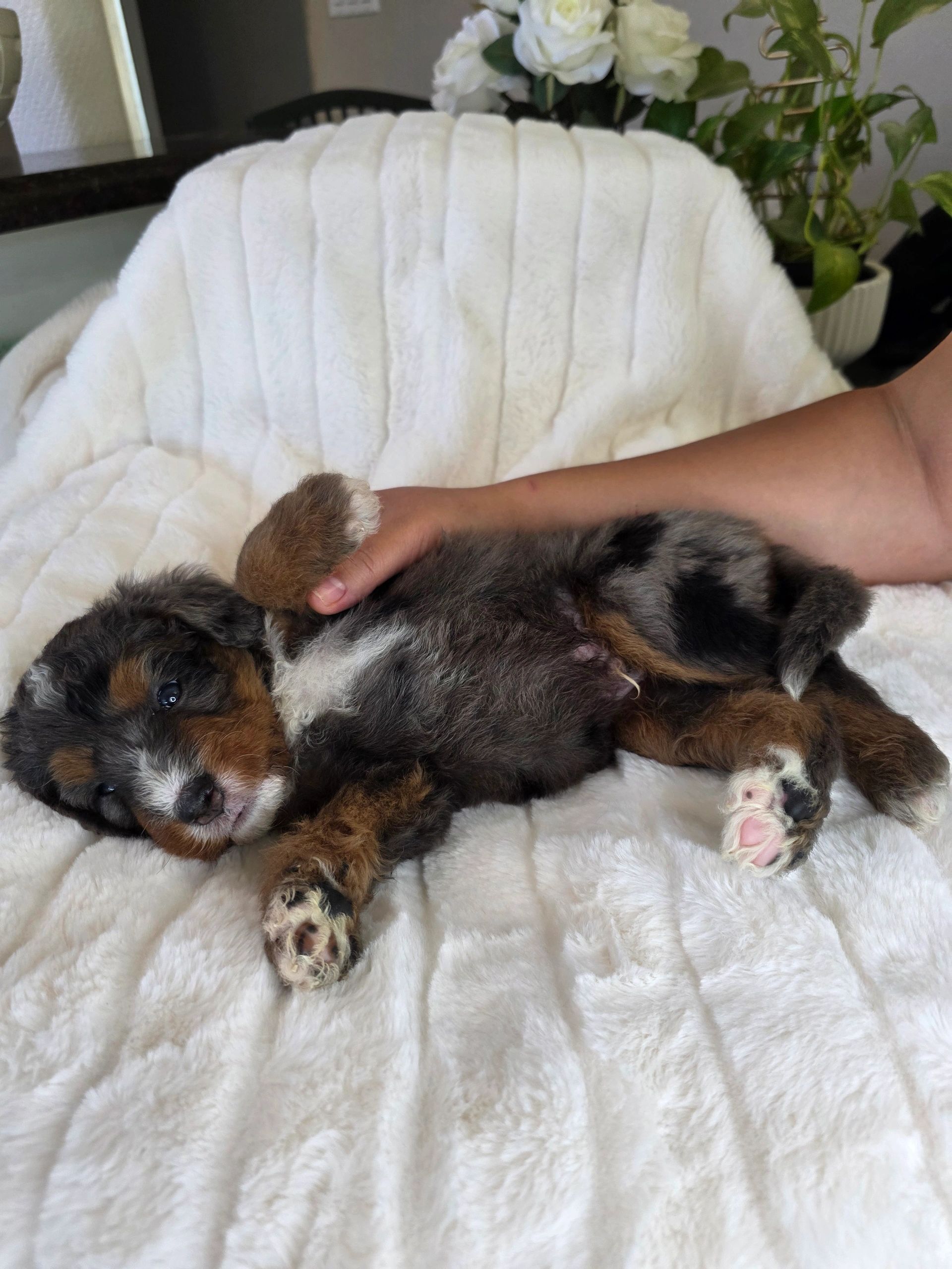 Puppy lying on a white blanket with a hand gently holding its paw.