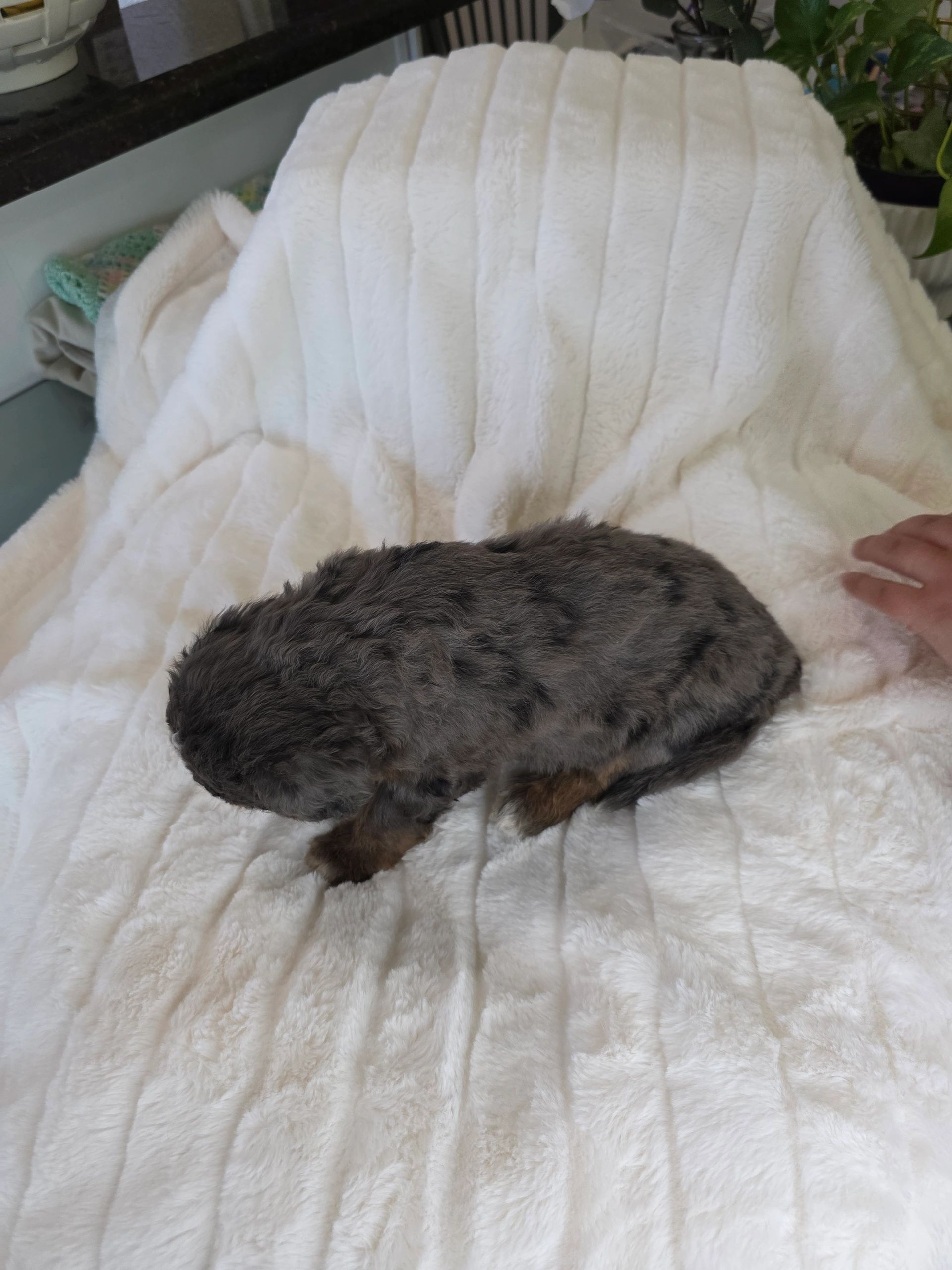 Curly gray puppy on a soft white blanket with a hand nearby.