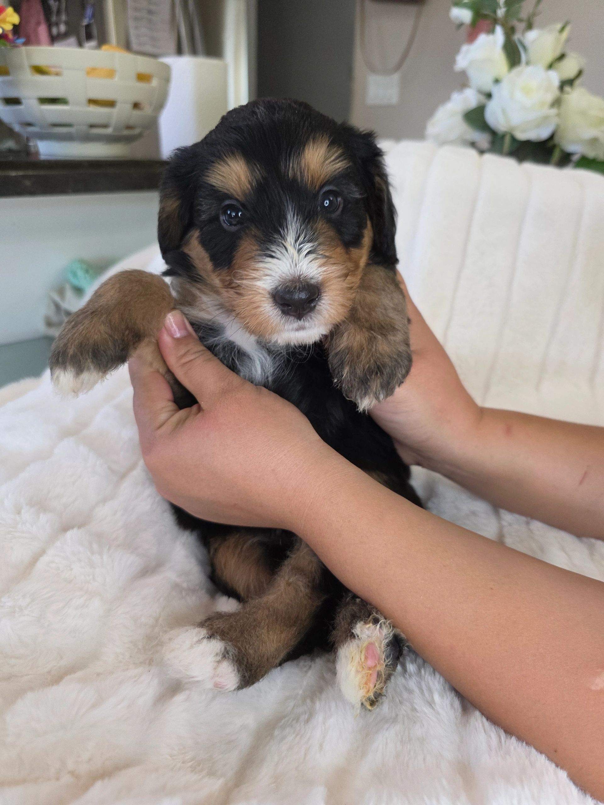 A small tricolor puppy being gently held.