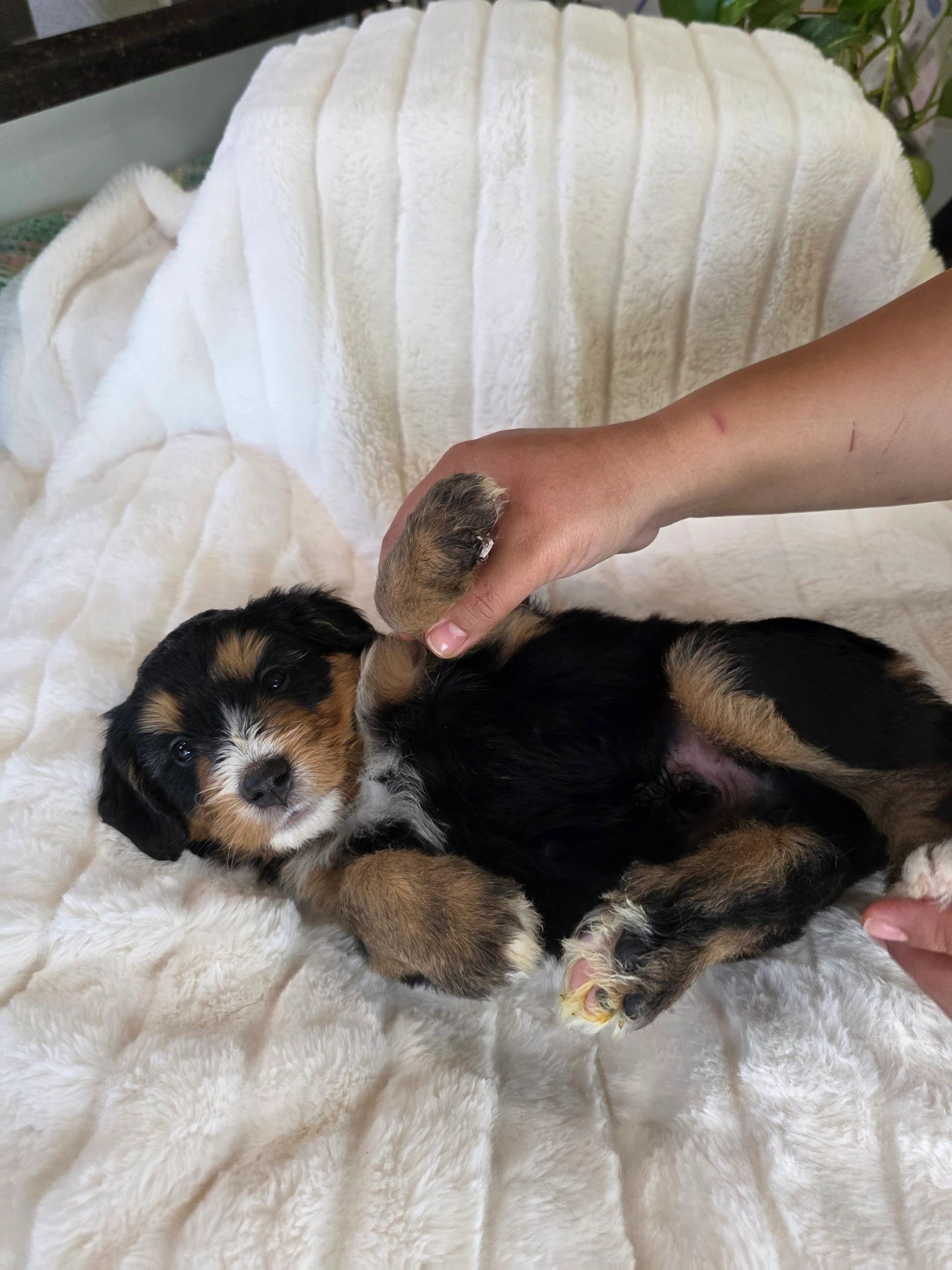 A person gently holding a puppy's paw on a white fluffy blanket.
