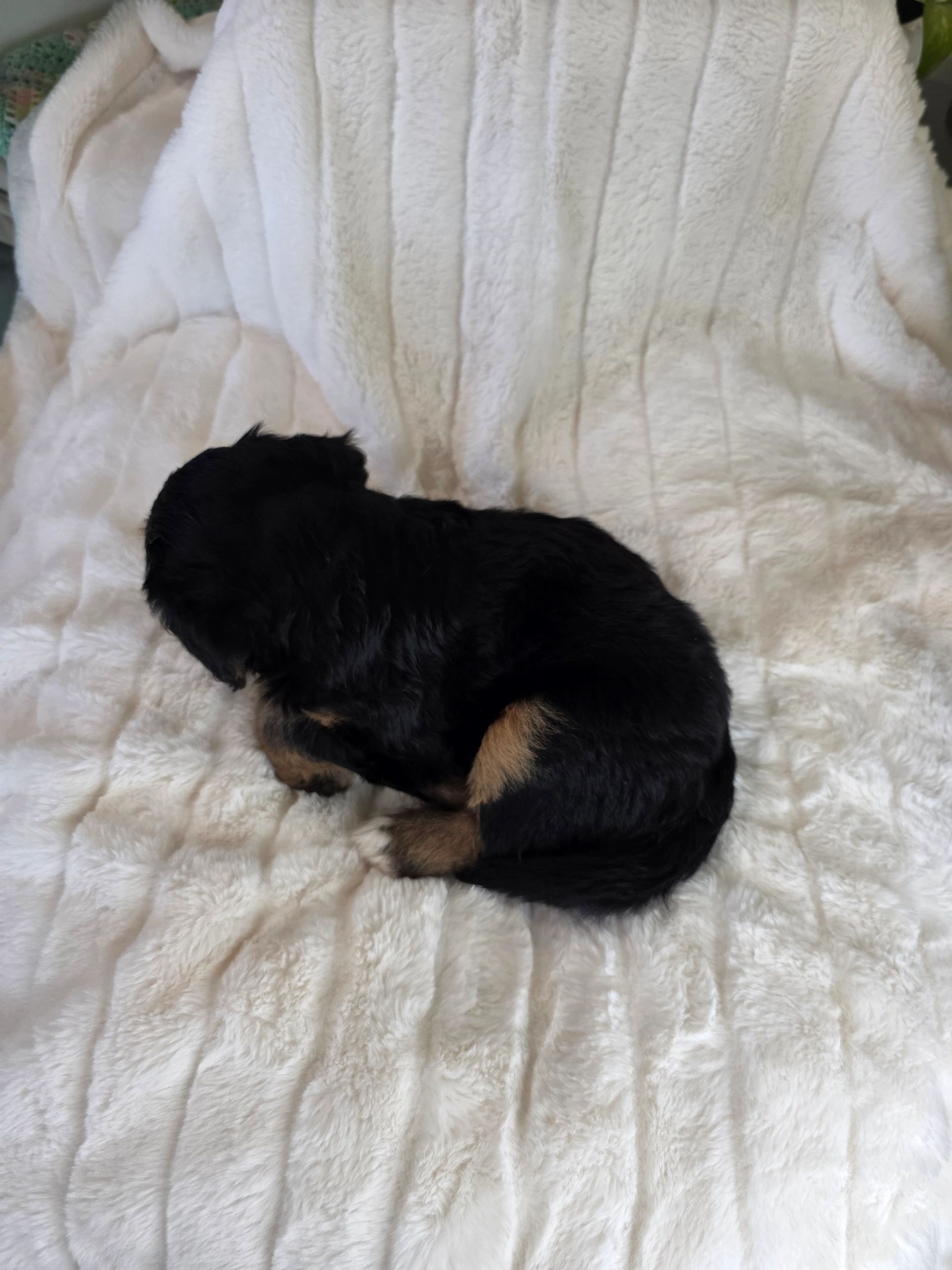 Black and tan puppy lying on a white fluffy blanket.