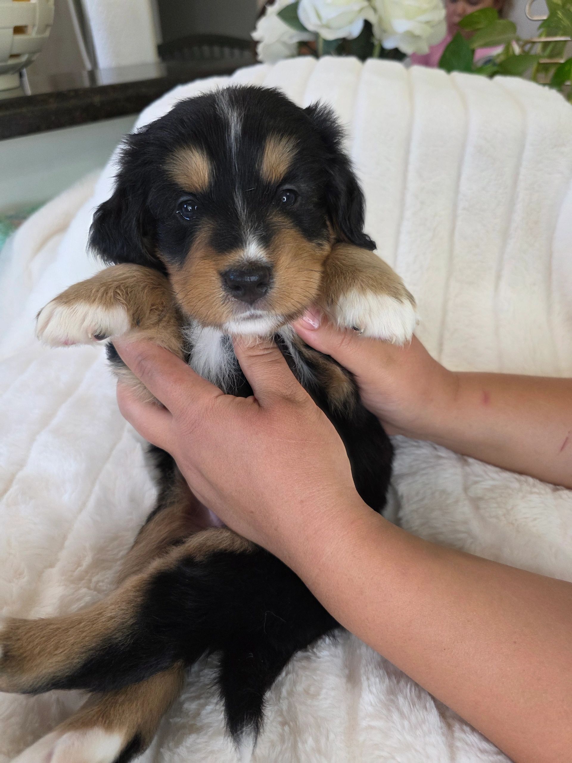 Close-up of a cute black and brown puppy being held gently.