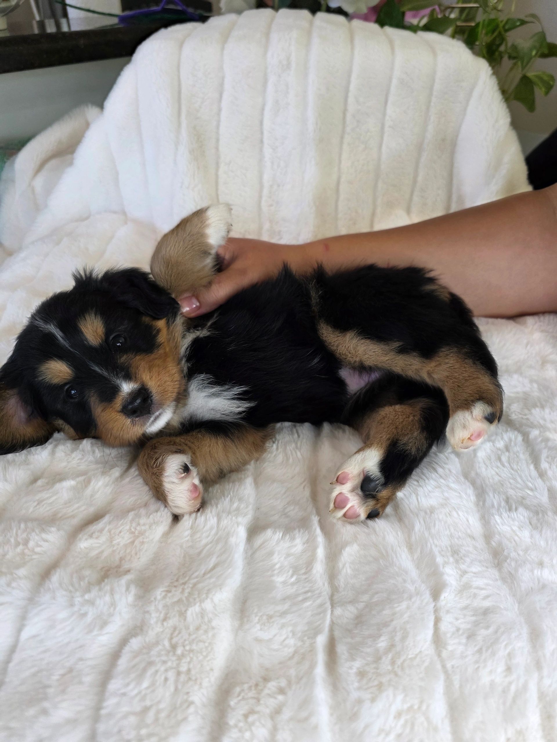 A small tricolor puppy resting on a fluffy white blanket with a hand beside it.