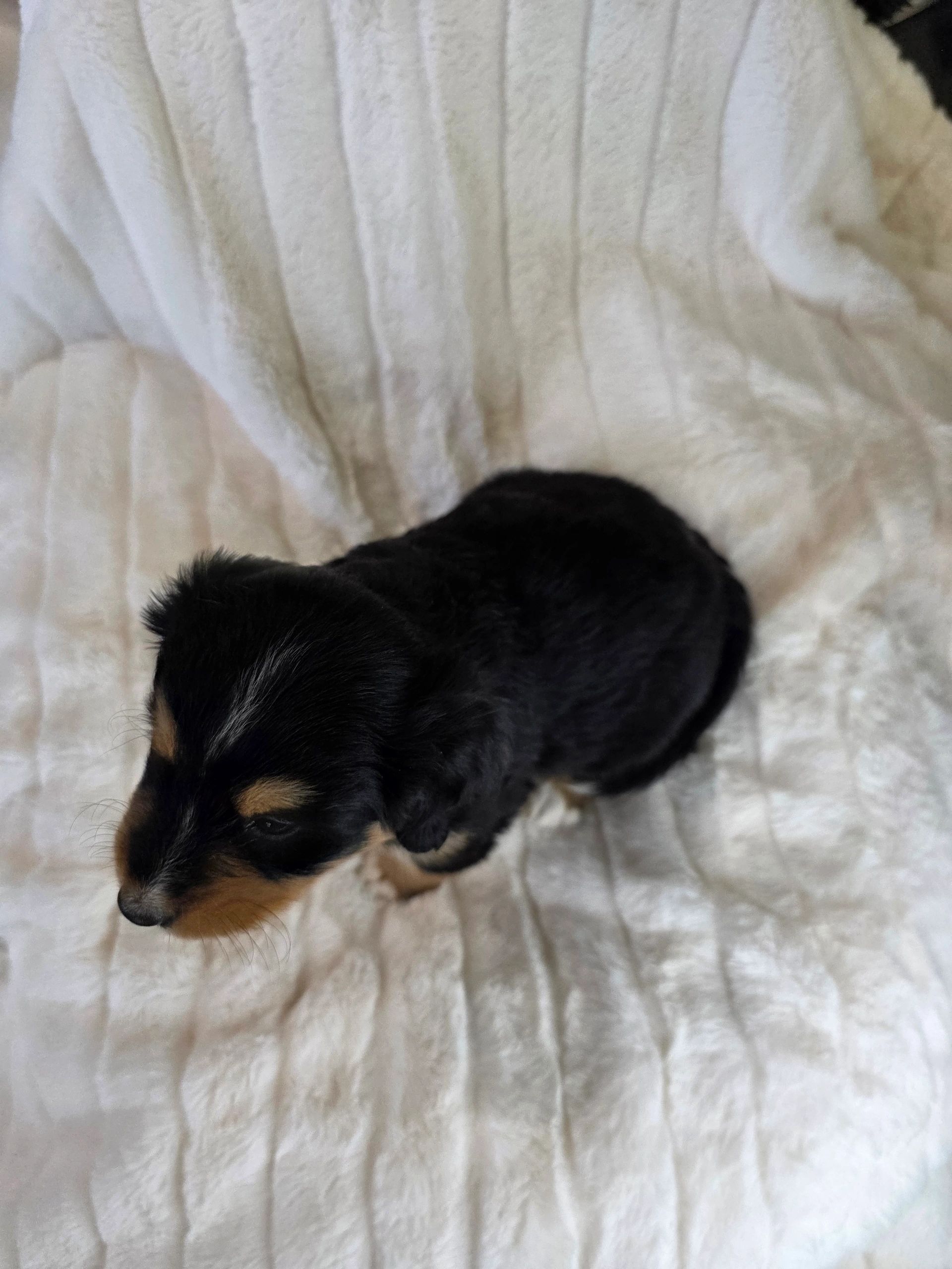 A small black and tan puppy on a white blanket.