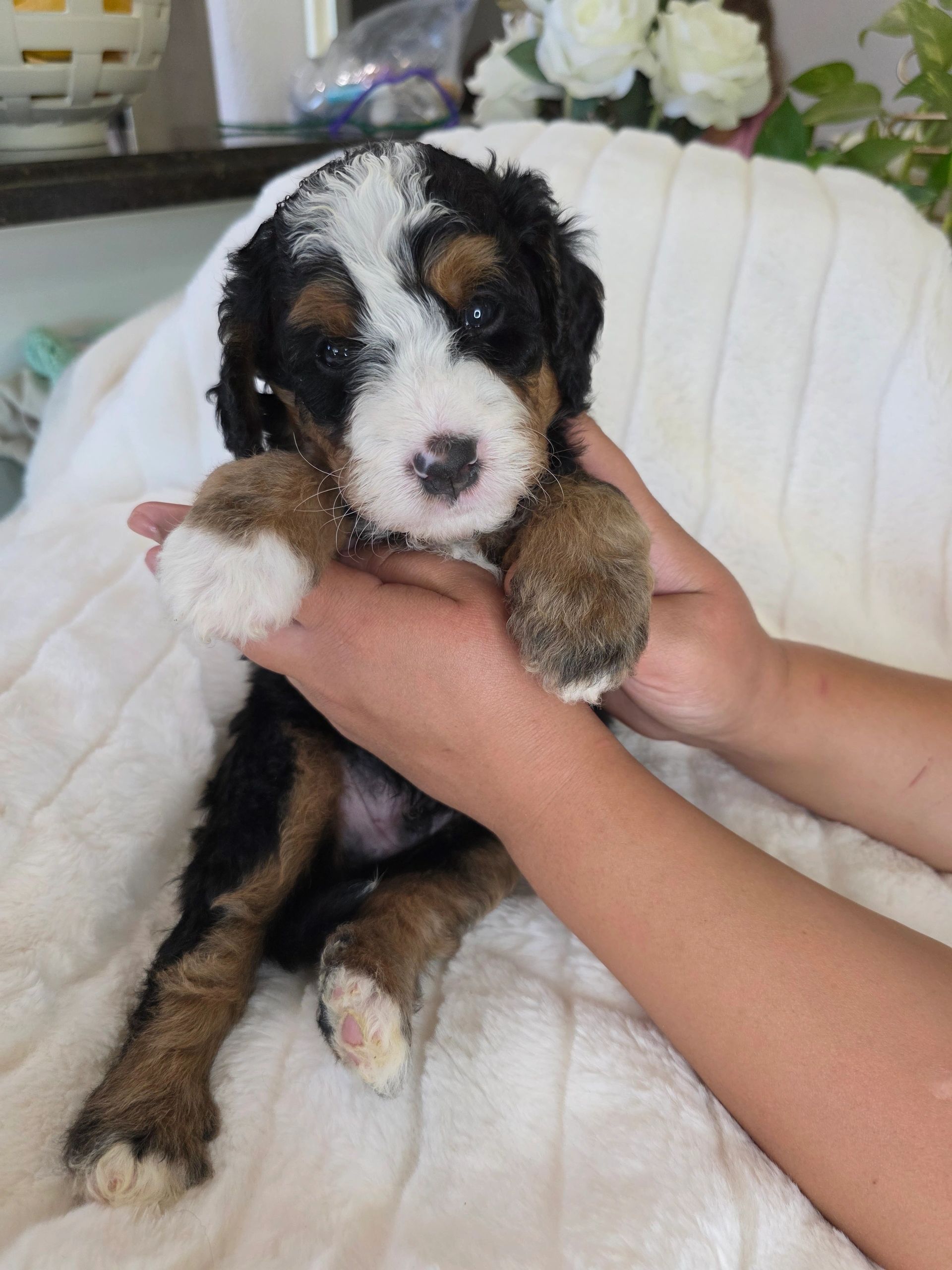 Adorable Bernese Mountain Dog puppy being held gently.