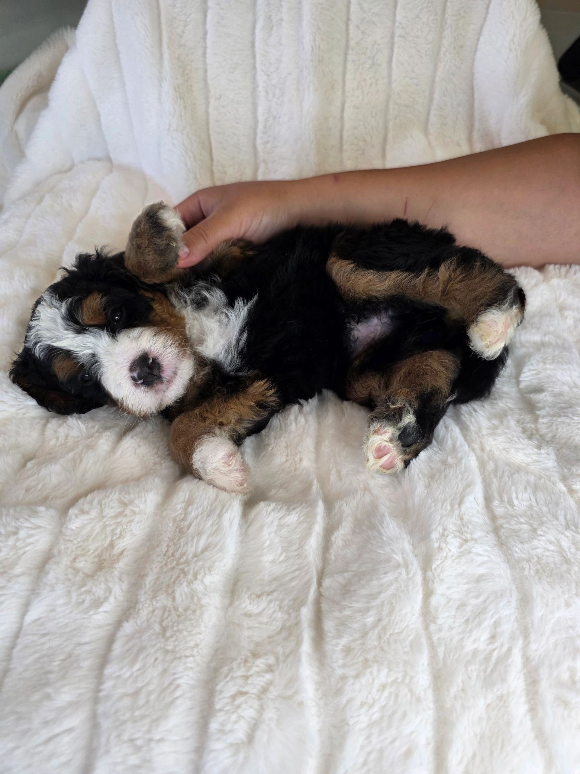Adorable tricolor puppy lying on a soft white blanket with a hand gently holding its paw.