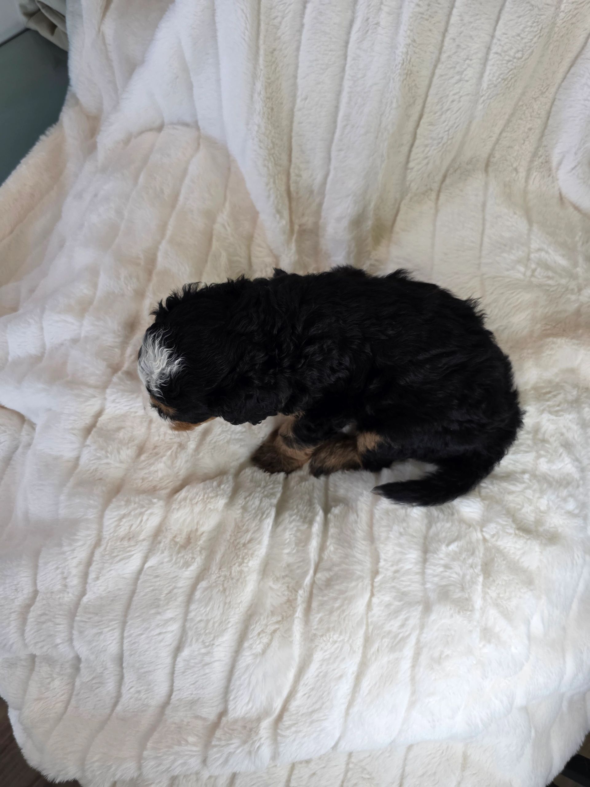 Curly black puppy with white markings on a soft white blanket.