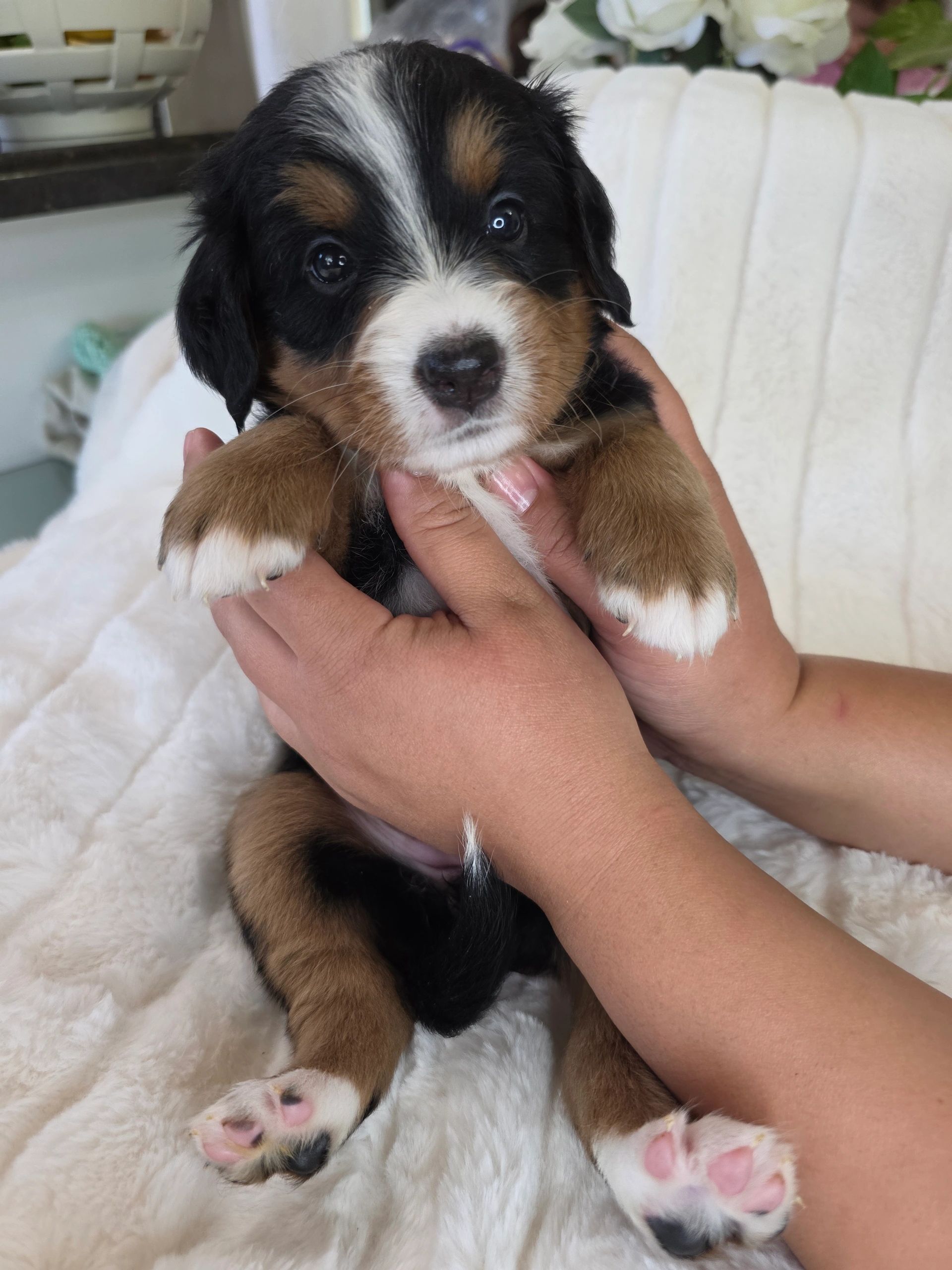 Close-up of a tricolor puppy being gently held.